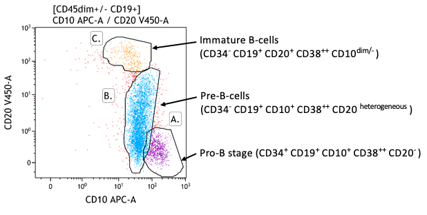 Maturation of B cells 1