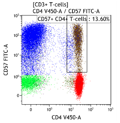 T-cell_development_1