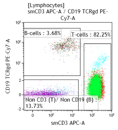 T-cell_development_1